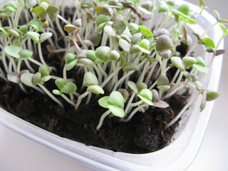 Sprouts of a basil grow in container close up