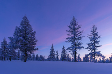Winter landscape with forest, cloudy sky, cliffs and sunset. Pink and violet filters 