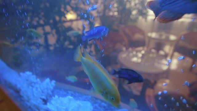 Aquarium Fish in Water Underwater.