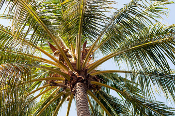 bottom view of a palm tree with coconuts
