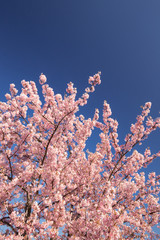 サクラ（河津桜）
