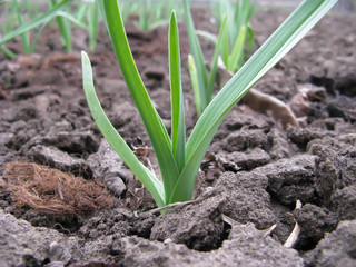 Early garlic on a kitchen garden in spring close up