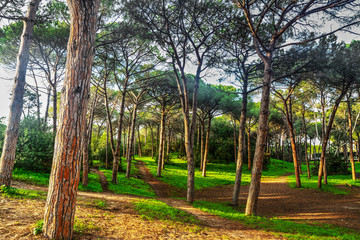 pine forest in Alghero