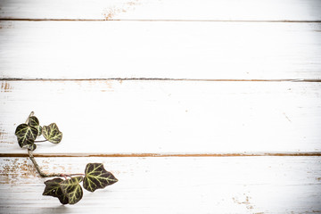 Branch of ivy on wood background