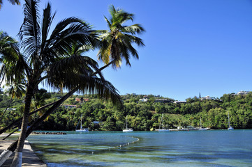 Palms of Marigot / View from the Caribbean Island of St Lucia