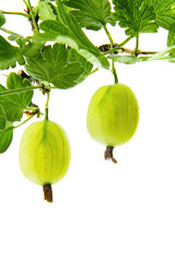 Gooseberry