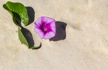 Flor roxa na areia.