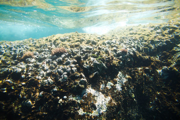 Fototapeta na wymiar underwater sea rocks bottom