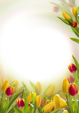 Fototapeta Postcard with spring tulips
