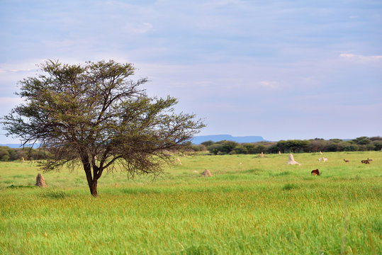 African bush savannah, Namibia