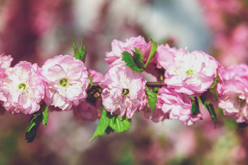 Flowering branch with pink flowers.