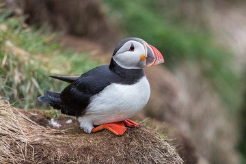Puffin (Fratercula arctica), Latrabjarg cliffs, Iceland