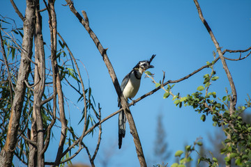 Pájaro parado sobre ramas cruzadas.