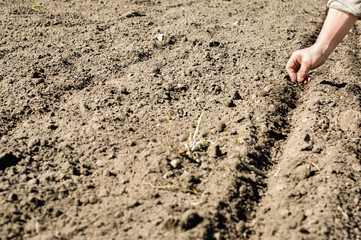 Woman working in the garden, sowing seeds into the soil 