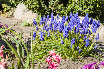 Grape hyacinths in the spring garden