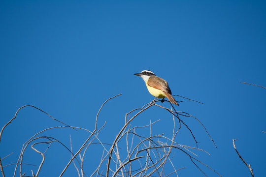 P&aacute;jaro parado en las ramas.