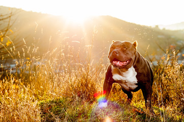 Dog - American Bully - in the Countryside