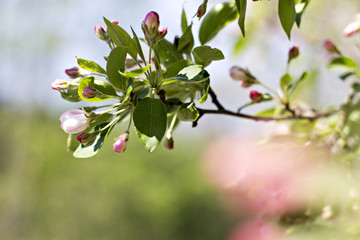 Apple Spring white flowers on a tree branch. Apple tree in bloom. Spring, seasons, time of year. White flowers of Apple tree