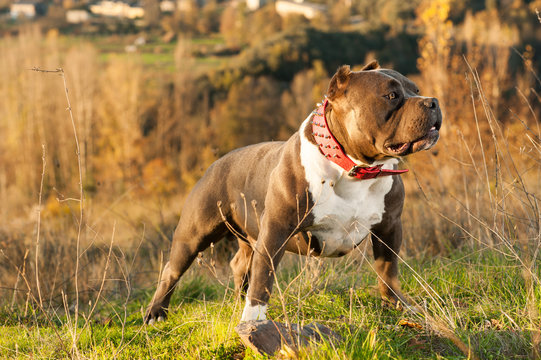 Dog - American Bully - in the Countryside