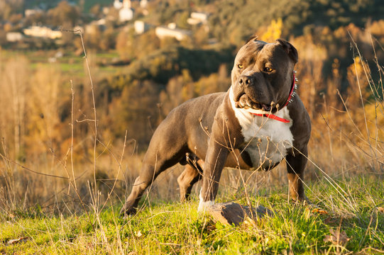 Dog - American Bully - in the Countryside