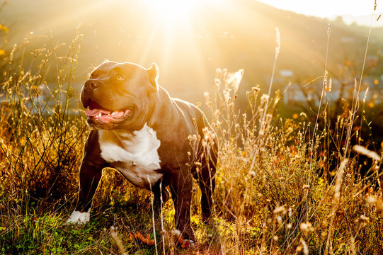 Fototapeta Dog - American Bully - in the Countryside