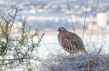 Guard/Grey partridge