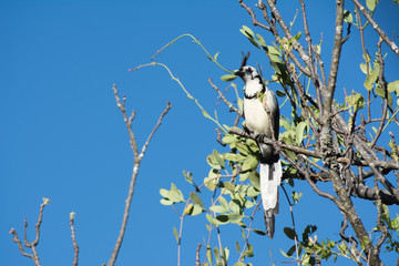 Pájaro grande en lo alto del árbol.