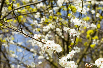 White anemone flowers blooming in the spring forest