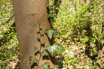 Ivy growing up on a large tree in forest