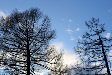 Silhouette of a fir trees on a background of blue sky.