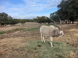 African antelope grazing in grass - landscape color photo