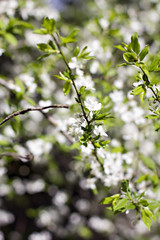 Beautiful white flowering shrub Spirea aguta
