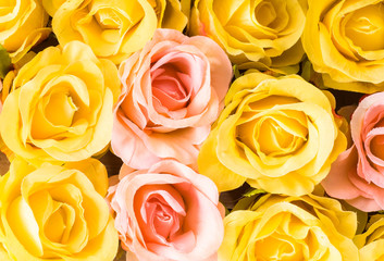 Colorful roses flowers