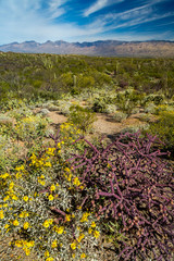Fototapeta premium Arizona Landscapes