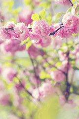 sakura tree flowers. Spring pink flowers on a tree branch. sakura tree in bloom. Spring, seasons, time of year. Spring sakura blossoms