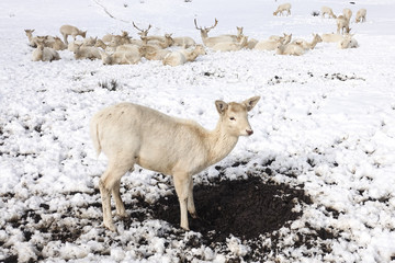Weiße Hirsche im Winter