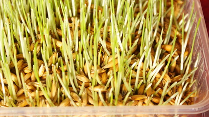 The oat seedlings