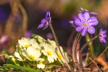 Frühlingsblumen