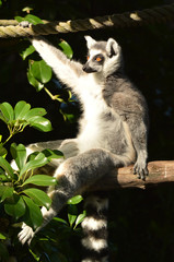 Ring-tailed lemur sit on a tree branch