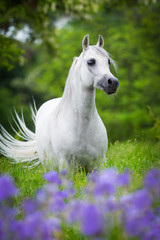 Obraz na płótnie Canvas Arabian gray horse standing in forest