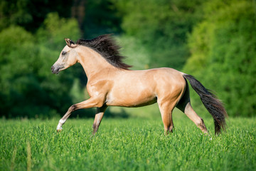 Obraz na płótnie Canvas Beautiful buckskin horse running in forest
