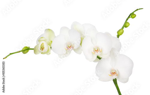 "white orchid isolated on white background" Stockfotos und lizenzfreie