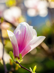 magnolia flowers on a blurry background
