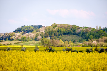 Rapsfelder vor Obstplantage