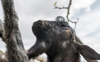 Closeup of black goat