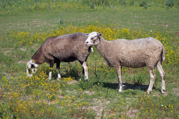 Obraz premium Two sheep on summer meadow