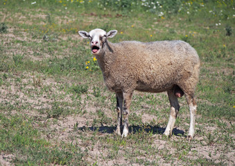 One sheep standing on green  meadow