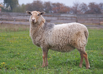 One sheep standing on green  meadow