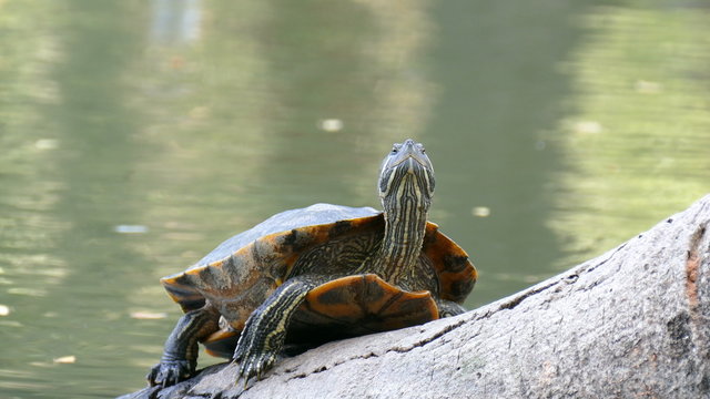 Eastern box turtle at pond