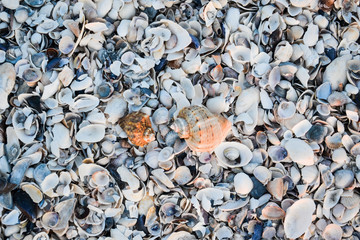 shells on the beach